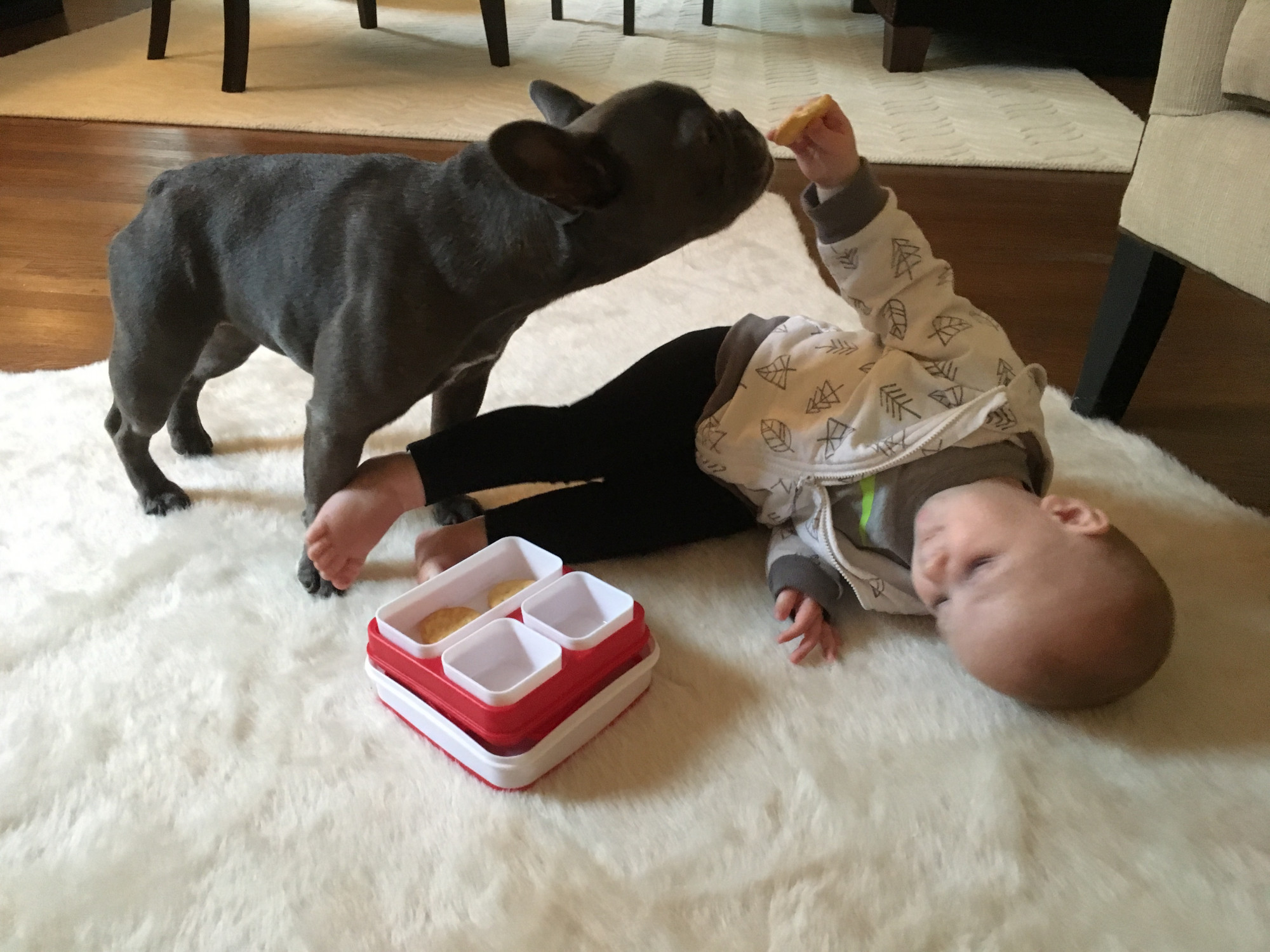 dog and baby